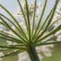 Witte veldbloemen