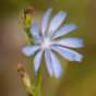 Wilde cichorei
