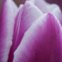 Roze bloemen