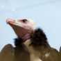 Roofvogel op 2 wijzen