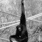 Gibbon