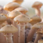 Paddenstoelen