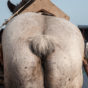 de paardenvissers