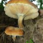 mushroom